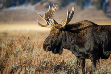 Wall Mural - Large bull moose grazing in sage brush