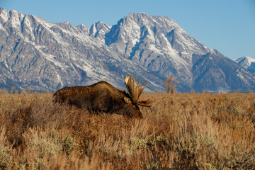 Wall Mural - Large bull moose grazing in sage brush