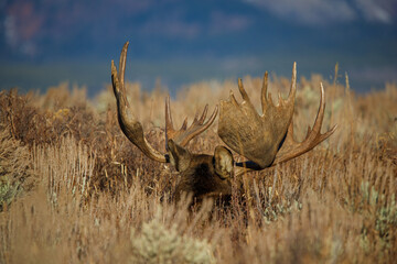 Wall Mural - Large bull moose grazing in sage brush