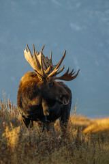 Sticker - Large bull moose grazing in sage brush