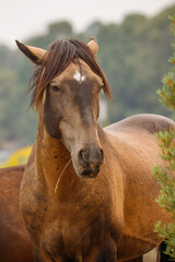 Wall Mural - wild mustang horses in high desert