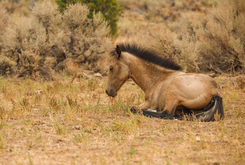 Wall Mural - wild mustang horses in high desert