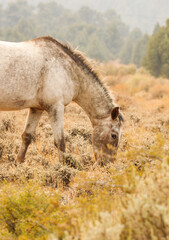 Sticker - wild mustang horses in high desert