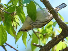 Black-and-white Warbler. Little Bird On A Branch, Upside Down. Inverted. Milford Mill Road Maryland