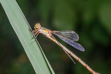 Wall Mural - dragonfly 99