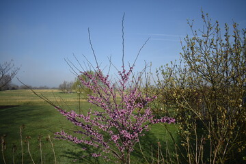 Poster - Purple Blooms on a Tree with a Foggy Field in the Distance