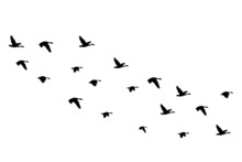 Flying Birds Silhouettes Isolated On White Background