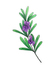 Wall Mural - Rosemary sketch watercolor with flowers isolated on white background. Vector illustration