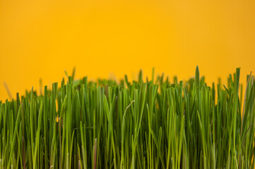 Wall Mural - Spring grass background. Grass over wood. Nature background with grass and wood
