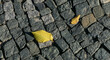jesienne liście na chodniku