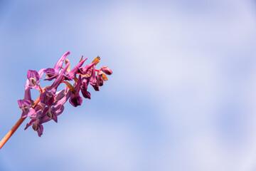 Wall Mural - First spring flowers (copy space).