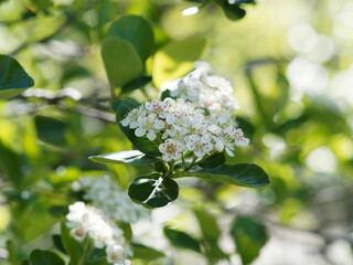 Wall Mural - Aronia prunifolia 'Viking'  | Gros plan sur bouquet de fleurs blanches et rosées en corymbe d'aronie à fruits noirs