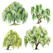 Watercolor Green Willow Tree Set