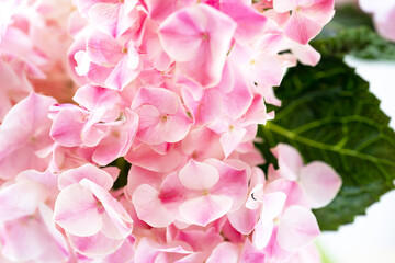 Wall Mural - a flower of a pale pink hydrangea with a green leaf close-up, background image