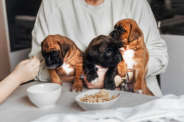 Wall Mural - A young woman holds in her arms three puppies of the German boxer breed in front of the table during breakfast, a child's pen feeds small dogs, like children, from a spoon