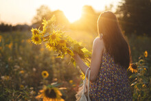 Beautiful Woman Gathering Sunflowers In Warm Sunset Light In Summer Meadow. Stylish Young Female Picking Sunflowers In Evening Field. Tranquil Atmospheric Moment In Countryside