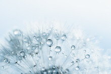Macro Nature. Beautiful Dew Drops On Dandelion Seed Macro. Beautiful Soft Background. Water Drops On Parachutes Dandelion. Copy Space. Soft Focus On Water Droplets. Circular Shape, Abstract Background