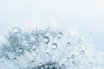 Macro nature. Beautiful dew drops on dandelion seed macro. Beautiful soft background. Water drops on parachutes dandelion. Copy space. soft focus on water droplets. circular shape, abstract background