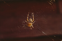 European Garden Spider, Sitting In It`s Web