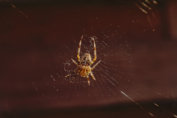 european garden spider, sitting in it`s web