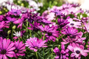 Purple Osteospermum Ecklonis flowers in the garden