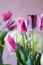 Alcuni Tulipani In Primo Piano Con  Altri Tulipani Sfocati Sullo Sfondo