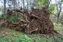 Fallen Tree With Exposed Root.