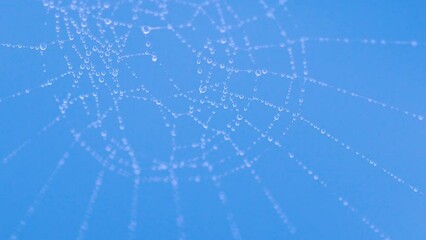Closeup of cobweb with dew drops.