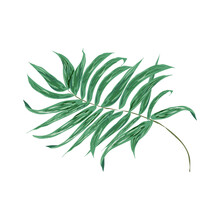 Liść Palmy - Grafika Wektorowa - Izolowany