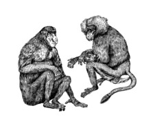 Yellow Baboon And Proboscis Monkey Or Long Nosed Animal In Vintage Style. Hand Drawn Engraved Sketch In Woodcut Style. 