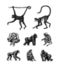 Bonobo Or Chimpanzee, Western Gorilla , Orangutan In Vintage Style. Colombian Capuchin Proboscis Monkey. Spider Monkey Or Southern Muriqui . Hand Drawn Engraved Sketch In Woodcut Style. 