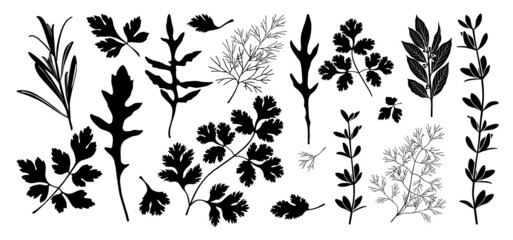 Wall Mural - Fragrant condiments. Set of black silhouettes of fragrant herbs: rosemary, parsley, arugula, coriander, cilantro, dill, thyme, bay leaf. Vector illustration isolated on white background.