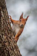 Poster - A red squirrel with its ear tufts  peeking from behind a tree trunk looking at the camera