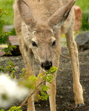 A Doe / Mule Deer Eating Some Flowers And Foliage In The Early Spring Before Shedding Its Winter Coat.