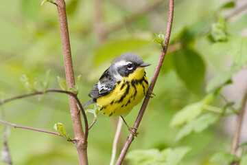 male magnolia warbler, setophaga magnolia, perched on a small branch