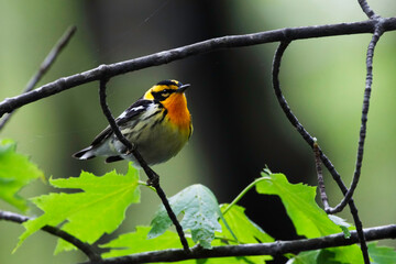 Wall Mural - Close up of a male Blackburnian Warbler, Setophaga fusca