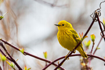 Wall Mural - Yellow Warbler, Setophaga petechia, relaxing in a tree