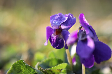Wall Mural - Spring time, little purple flower in grass with water drops