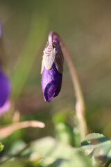 Wall Mural - Spring time, little purple flower in grass with water drops