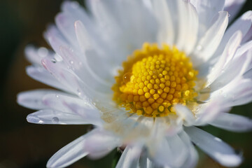 Wall Mural - Close up on daisy flower with water drops