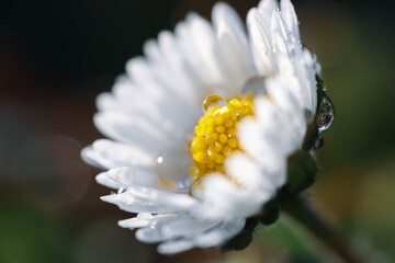 Wall Mural - Close up on daisy flower with water drops