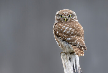 Poster - Little owl ( Athene noctua ) close up