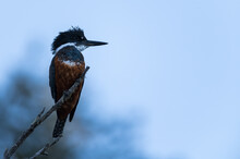 Kingfisher Great, Bird Of The Argentine, Chilean Patagonia. Perched On A Branch In The Sun.