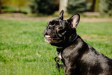 Fototapeta Desenie - french bulldog portrait