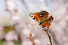 Butterfly On A Tree, Butterfly Aglais Io, Peacock Butterfly Sitting On The Flower. Selective Focus. High Quality Photo