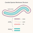 Diagram of Candida yeast species membrane structure