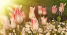 White And Pink Tulips In A Garden With Other Beautiful Flowers. Springtime Scene With Colorful Flowers And Sun Rays.