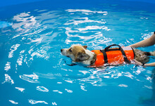 Corgi Dog In Life Jacket Swim In The Swimming Pool. Pet Rehabilitation. Recovery Training Prevention For Hydrotherapy. Pet Health Care