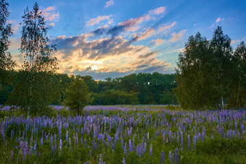 Wall Mural - field of lupines at the sunset