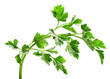 Branch of ripe fresh parsley isolated on white background.